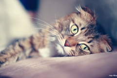 ЯКартинка.РФ-2560х1440.-Коты-и-кошки-6