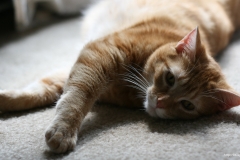 ЯКартинка.РФ-2560х1440.-Коты-и-кошки-60