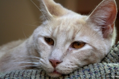 ЯКартинка.РФ-2560х1440.-Коты-и-кошки-61