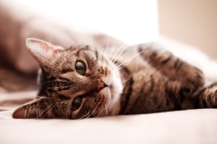 ЯКартинка.РФ-2560х1440.-Коты-и-кошки-62