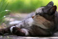 ЯКартинка.РФ-2560х1440.-Коты-и-кошки-63