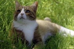 ЯКартинка.РФ-2560х1440.-Коты-и-кошки-64