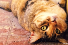 ЯКартинка.РФ-2560х1440.-Коты-и-кошки-65