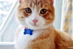 ЯКартинка.РФ-2560х1440.-Коты-и-кошки-66