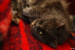 ЯКартинка.РФ-2560х1440.-Коты-и-кошки-67