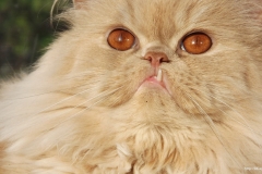 ЯКартинка.РФ-2560х1440.-Коты-и-кошки-68