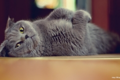 ЯКартинка.РФ-2560х1440.-Коты-и-кошки-69