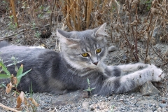 ЯКартинка.РФ-2560х1440.-Коты-и-кошки-7