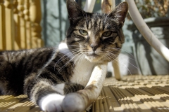 ЯКартинка.РФ-2560х1440.-Коты-и-кошки-70