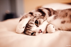 ЯКартинка.РФ-2560х1440.-Коты-и-кошки-71