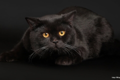 ЯКартинка.РФ-2560х1440.-Коты-и-кошки-72