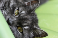 ЯКартинка.РФ-2560х1440.-Коты-и-кошки-73