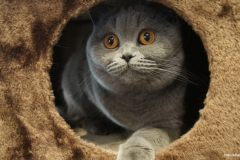 ЯКартинка.РФ-2560х1440.-Коты-и-кошки-74