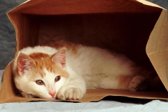 ЯКартинка.РФ-2560х1440.-Коты-и-кошки-75