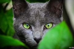 ЯКартинка.РФ-2560х1440.-Коты-и-кошки-76