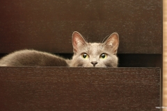 ЯКартинка.РФ-2560х1440.-Коты-и-кошки-77