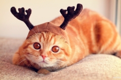 ЯКартинка.РФ-2560х1440.-Коты-и-кошки-78