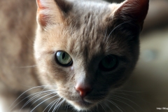 ЯКартинка.РФ-2560х1440.-Коты-и-кошки-79