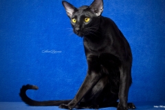 ЯКартинка.РФ-2560х1440.-Коты-и-кошки-8