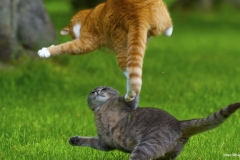 ЯКартинка.РФ-2560х1440.-Коты-и-кошки-80