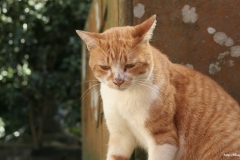 ЯКартинка.РФ-2560х1440.-Коты-и-кошки-81