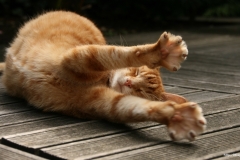 ЯКартинка.РФ-2560х1440.-Коты-и-кошки-82