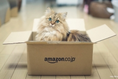 ЯКартинка.РФ-2560х1440.-Коты-и-кошки-83