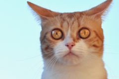 ЯКартинка.РФ-2560х1440.-Коты-и-кошки-84