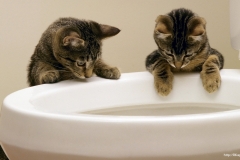 ЯКартинка.РФ-2560х1440.-Коты-и-кошки-85