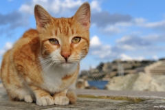 ЯКартинка.РФ-2560х1440.-Коты-и-кошки-86