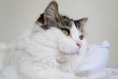 ЯКартинка.РФ-2560х1440.-Коты-и-кошки-87