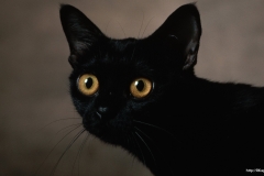 ЯКартинка.РФ-2560х1440.-Коты-и-кошки-88