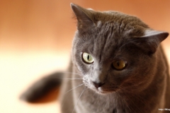 ЯКартинка.РФ-2560х1440.-Коты-и-кошки-89