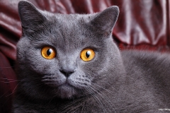 ЯКартинка.РФ-2560х1440.-Коты-и-кошки-9