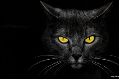 ЯКартинка.РФ-2560х1440.-Коты-и-кошки-90