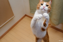 ЯКартинка.РФ-2560х1440.-Коты-и-кошки-91