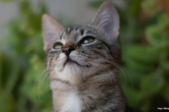ЯКартинка.РФ-2560х1440.-Коты-и-кошки-92