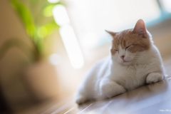 ЯКартинка.РФ-2560х1440.-Коты-и-кошки-93