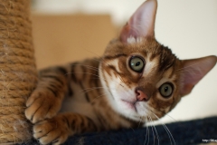 ЯКартинка.РФ-2560х1440.-Коты-и-кошки-94