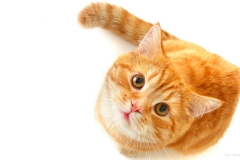 ЯКартинка.РФ-2560х1440.-Коты-и-кошки-95