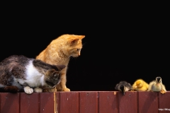 ЯКартинка.РФ-2560х1440.-Коты-и-кошки-96