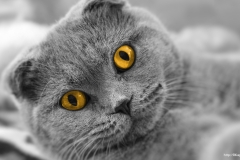 ЯКартинка.РФ-2560х1440.-Коты-и-кошки-97