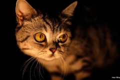ЯКартинка.РФ-2560х1440.-Коты-и-кошки-98