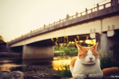 ЯКартинка.РФ-2560х1440.-Коты-и-кошки-99