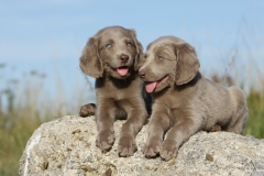 ЯКартинка.РФ-2560х1440.-Милые-собаки-10