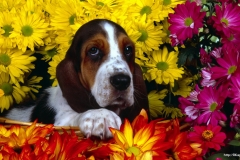 ЯКартинка.РФ-2560х1440.-Милые-собаки-11