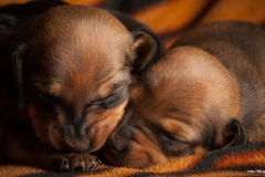 ЯКартинка.РФ-2560х1440.-Милые-собаки-12