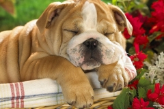 ЯКартинка.РФ-2560х1440.-Милые-собаки-13