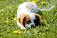 ЯКартинка.РФ-2560х1440.-Милые-собаки-14