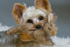 ЯКартинка.РФ-2560х1440.-Милые-собаки-15